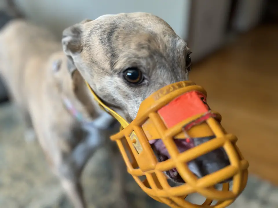 Brittany the Greyhound wearing her muzzle