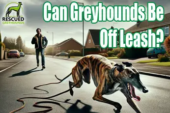 Can Greyhounds Be Off Leash?