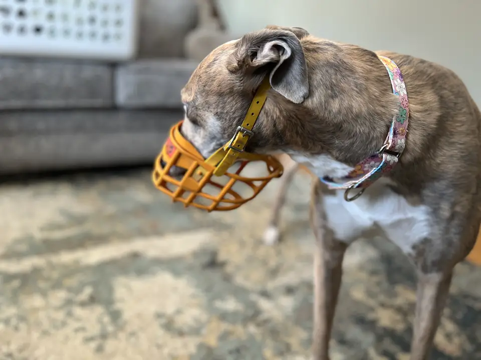 Brittany the Greyhound sporting her yellow muzzle
