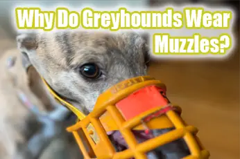 Why Do Greyhounds Wear Muzzles?