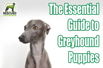 Greyhound Puppies: The Essential Guide for New Owners
